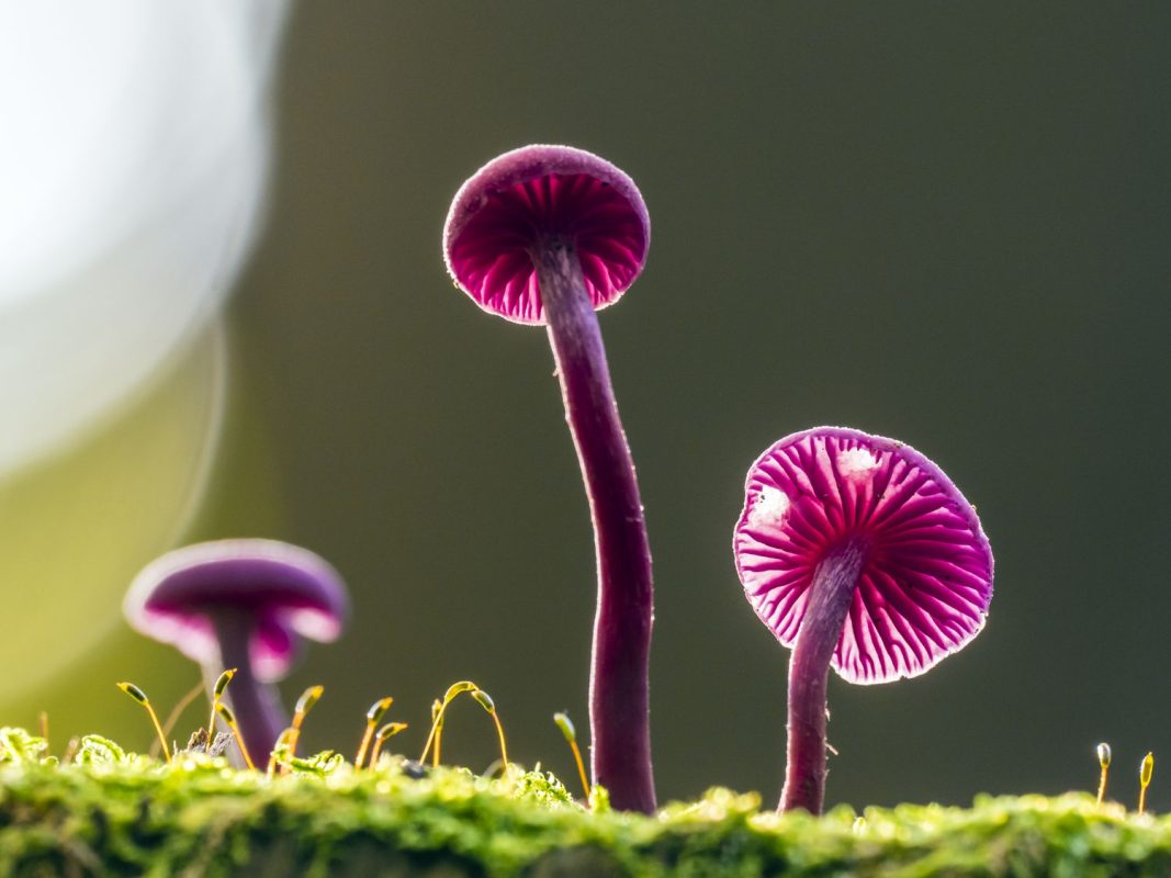 amethyst deceiver mushrooms 1329276825 643a3613450e4c9289e60e870e5a0da7 1