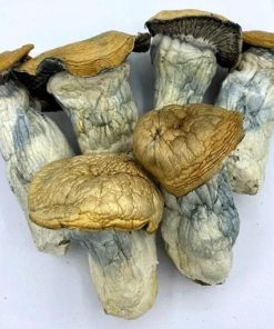 Melmac Mushroom 2 510x510 1