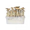 buy Hawaii Mushroom Grow Kit in sweden online