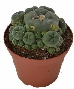 Peyote Cluster – Lophophora Williamsii