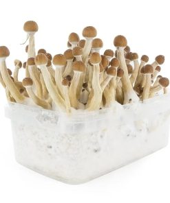 buy Mexican Mushroom Grow Kit in sweden online