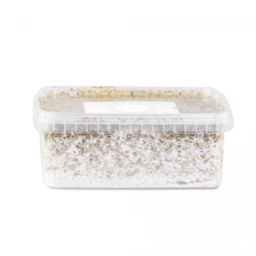 Buy Albino A+ Mushroom Grow kit in sweden online